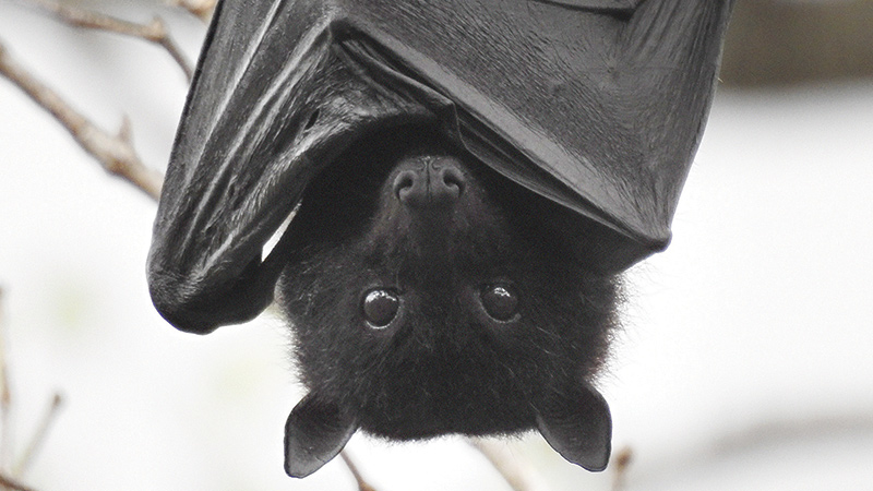 The Secret Life of Bats